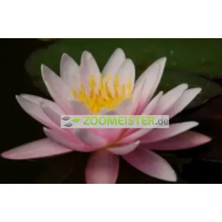 Seerose Marliacea rosea winterhart weiß/rosa - Rhizom, Teichpflanze