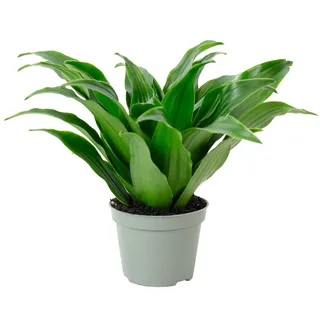 Drachenbaum Janet Craig - pflegeleichte Zimmerpflanze, Dracaena Deremensis Janet Craig - Höhe ca. 15 cm, Topf-Ø 6 cm - Grün