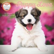 Graphique 2023 Puppy Love Wandkalender | 30,5 x 30,5 cm | dickes Papier | Home & Office Organizer | großes monatliches Raster | 3 Sprachen & markierte Feiertage | 4 Monate Vorschau Seite für 2024