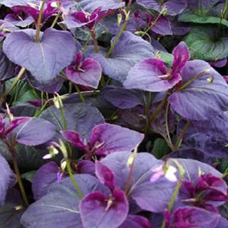 6 x Labrador Veilchen - Viola labradorica - Topf 9cm x 9cm