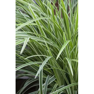Carex morrowii 'Ice Dance', Japan-Segge, immergrün, ca. 9x9 cm Topf