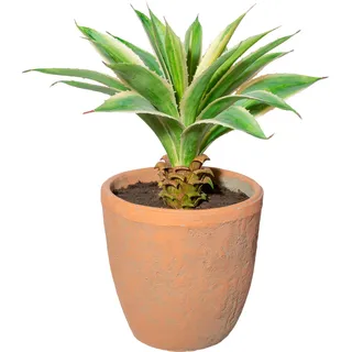 Creativ green Künstliche Zimmerpflanze »Agave im Terracottatopf«, grün