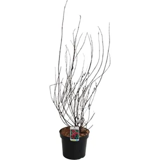 GROW by OBI Weigelie Bristol Ruby Rot Höhe ca. 60 - 80 cm Topf ca. 7,5 l