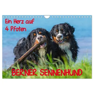 Calvendo Ein Herz auf 4 Pfoten - Berner Sennenhund (Wandkalender 2026 DIN A4 quer), CALVENDO Monatskalender: Mit Berner Sennenhunden durch das Jahr (CALVENDO Tiere)