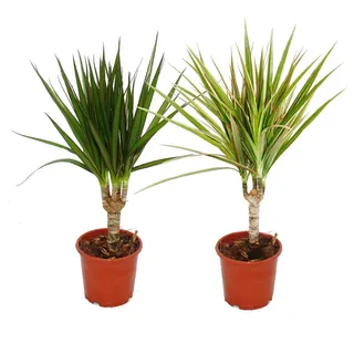 Set aus 2 verschiedenen Drachenbäumen - Dracaena marginata + Dracaena marginata Bicolor - Grün