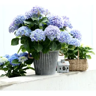 Pflanzgefäß Shabby Chic Metall Deko-Topf mit Henkeln Ø25,5cm Vintage Blumentopf - Silber, Weiß