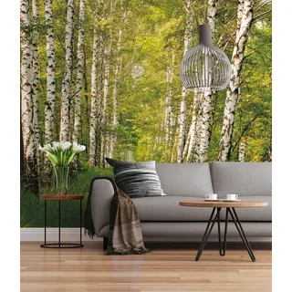 KOMAR "Papier Fototapete - Birkenwald - Größe 368 x 254 cm", Motiv bedruckt glatt, grün,