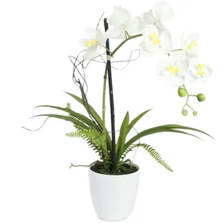 Europalms Orchideen-Arrangement 1,