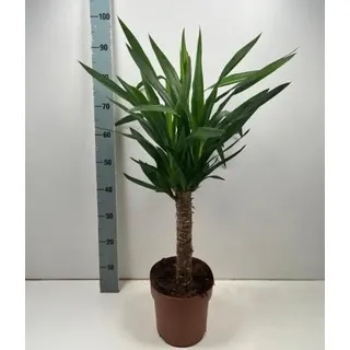 Yucca elephantipes 80-100 cm 1 Stamm - Riesen-Palmlilie - Yuccapalme - Palmlilien