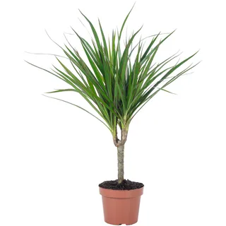 Drachenbaum - pflegeleichte Zimmerpflanze, Dracaena Marginata - Höhe ca. 35 cm, Topf-Ø 12 cm - Grün