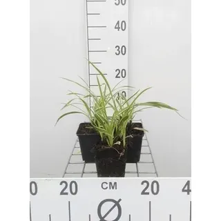 6 x  Carex morr. 'Ice Dance' - Weißrandige Japan Segge Icedance - Topf 9 x 9 cm