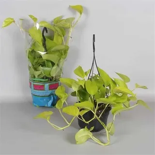 Epipremnum 'Golden Pothos' Ampel 50-60 cm - Efeutute, Zimmerpflanze, Grünpflanze, Pflegeleicht, Hängend, Indoor Pflanze