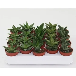 Aloe Vera Pflanze - echter Aloe Vera - Zimmerpflanze verschiedene Größen - 20 Stück Aloe Mix Topf 5,5 cm Ø