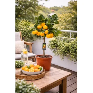 Satsuma Mandarine Citrus unshiu – winterharter Mandarinenbaum 70–100 cm inkl. Topf – Kübelpflanze, essbare Früchte