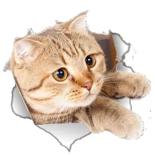 EROSPA® 3D Katze/Cat Wand-Aufkleber Fenster Wandtattoo - Sticker - Wohndeko - 22 x 21 cm