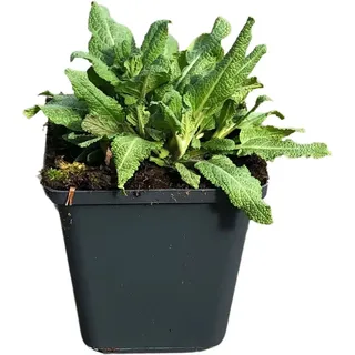 Steppen-Salbei Ostfriesland Violett Topf-Ø ca. 9 cm x 9 cm Salvia