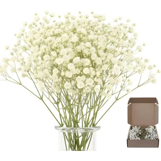 100 Stück Schleierkraut Getrocknet, Trockenblumen Schleierkraut, Weiße Getrocknete Blumen Für Deko, Basteln Und Inneneinrichtung