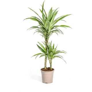 Drachenbaum - Drachenlilie - Dracaena deremensis White Stripe - 70-90cm hoch