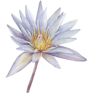 queence Wandtattoo »Sahara« Rosen, selbstklebend, Wandsticker, Sticker, groß, lila