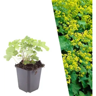Plants by Frank | 24 Frauenmantel Pflanzen | Alchemilla mollis | Bodendecker winterhart mehrjährig | Pflanzen für Garten | Stauden winterhart mehrjährig | Gartenpflanzen