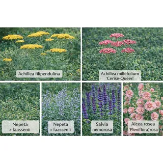 Themenset Sonnenbeet für Trockenlage Set à 18 Stück Topf ca. 9 cm