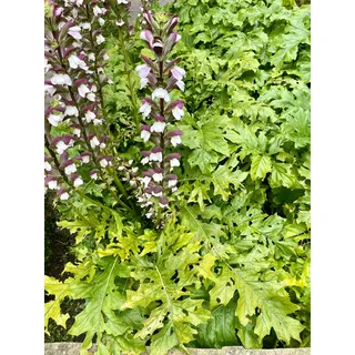 6x Acanthus mollis - Bärenklau im topf 9 x 9 cm