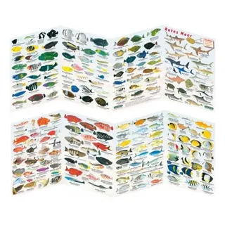 Fischfaltblatt Rotes Meer Fischbestimmungskarte