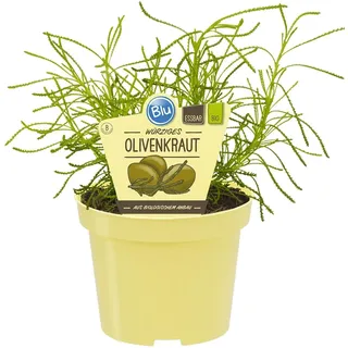 Blu Bio-Olivenkraut Topf-Ø ca. 12 cm Santolina