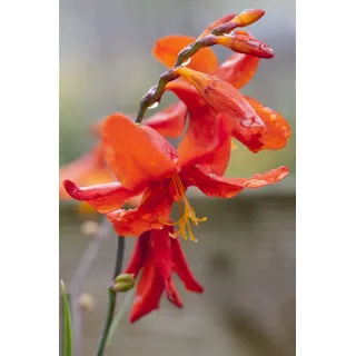Crocosmia x crocosmiiflora 'Babylon', Montbretie, orange, ca. 11x11 cm Topf
