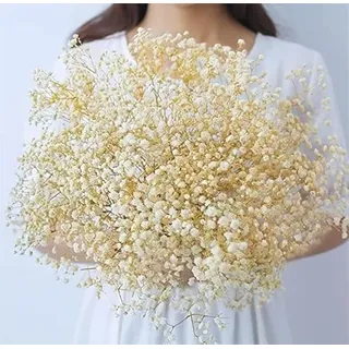 Oning Schleierkraut getrocknet,Natürlich Gypsophila Trockenblumen, über 2000 Blütenknospe Echt Trockenblumenstrauß für Hochzeit Brautsträuße Vasen Pampasgras Deko ( ca. 43 cm )