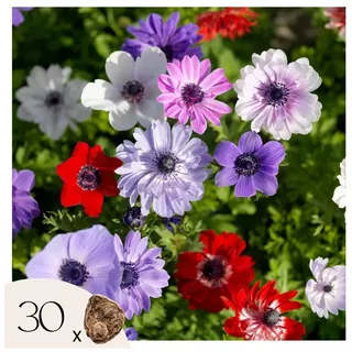Plant in a Box - Windröschen - 30 Stk - Anemoon de Caen - Blumenzwiebeln - Mehrfarbig