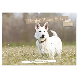 Berger Blanc Suisse - Weggefährten auf 4 Pfoten (Wandkalender 2026 DIN A2 quer), CALVENDO Monatskalender: Der Berger Blanc Suisse, ein Weißer ... FCI anerkannte Hunderasse. (CALVENDO Tiere)