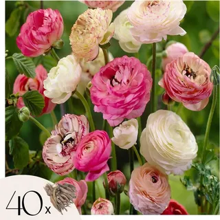 Ranunkeln - 40 Stk - Ranunculus - Blumenzwiebeln - Mehrfarbig