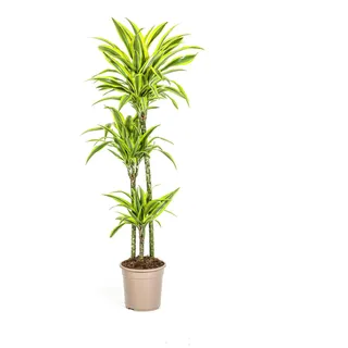 Drachenbaum - Dracaena deremensis "Lemon Lime" - Grünpflanze - 130-150cm hoch - 24cm Topf - Gelb