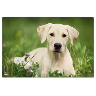 Veloflex Schreibtischunterlage 40 x 60 cm Hund