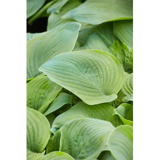 Hosta plantaginea 'Guacamole', Duftende Funkie, ca. 11x11 cm Topf