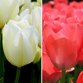 Flowerbulbs Amsterdam - Elly's Choice - 30 Blumenzwiebeln - Elegante Tulpenmischung 12+