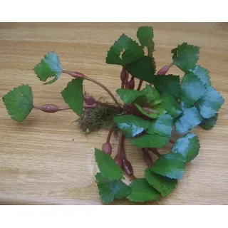 5 Wassernüsse, Trapa Natans, Wassernuss