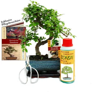 Geschenkset Bonsai "Ulmus" - Chinesische Ulme - ca. 6 Jahre alt - Anfänger-Set - Grün