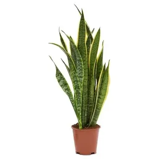 Sansevieria trifasciata Laurentii 60-70 cm Bogenhanf Zimmerpflanze