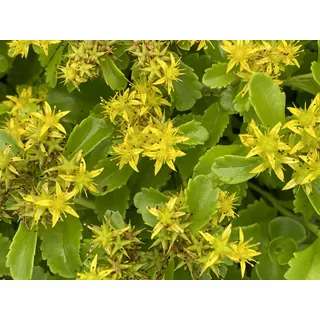 6 x Sedum kamtschaticum - Kamschatka-Fetthenne - Topf 9 x 9 cm