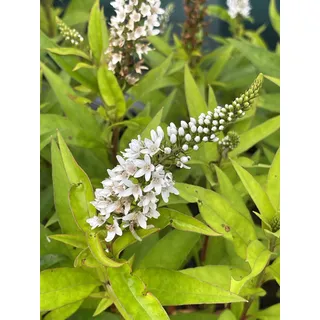 6 x Lysimachia Clethroides  - Schnee Felberich - Topf  9 x 9 cm