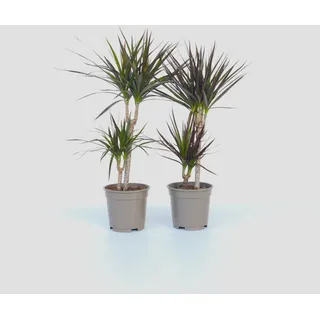 Plant in a Box - 4 Stk - Dracaena marginata - Höhe 70-80cm - Topf 17cm