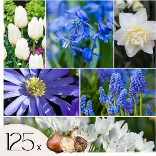 Blumenzwiebelmischung - 125 Stk - Allium, Narcissus, Muscari, Tulipa - Blau - Blau
