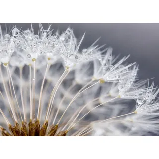 Rasch Tapete 363333 - Fototapete auf Vlies mit einer Pusteblume in Weiß und Grau aus der Kollektion Magicwalls - 2,65 m x 3,71 m (LxB)