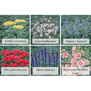 Themenset Blüten- & Farbenmeer Set à 18 Stück Topf ca. 9 cm