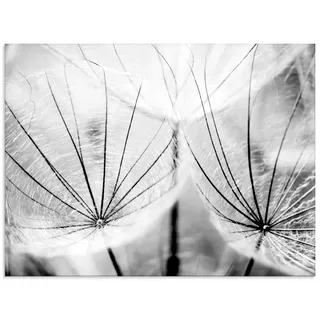 Artland Glasbild »Pusteblume in schwarzweiß« Blumen 1 Stk. tlg. in verschiedenen Größen, schwarz