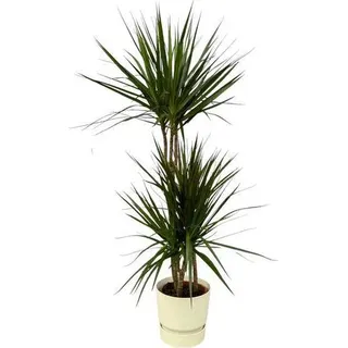 Dracaena Marginata - Drachenbaum - Zimmerpflanze ca. 120cm - Ø21cm - inkl - Weiß