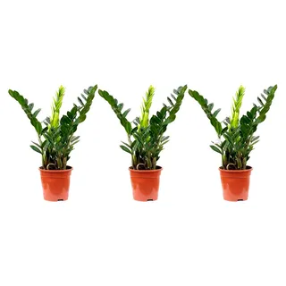 3er-Set Glücksfeder - echte Zimmerpflanze, Zamioculcas zamiifolia - Höhe ca. 55 cm, Topf-Ø 17 cm