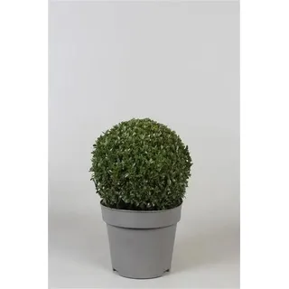 Buchsbaum Kugel Ø 22-25 cm – immergrün & winterhart – Buxus sempervirens – Garten, Kübel, Hecke, Balkon